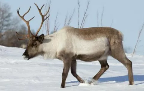 Cientos de renos mueren por desnutrición en Siberia