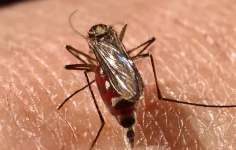 Ministerio de Salud reporta dos muertos por dengue en Colón