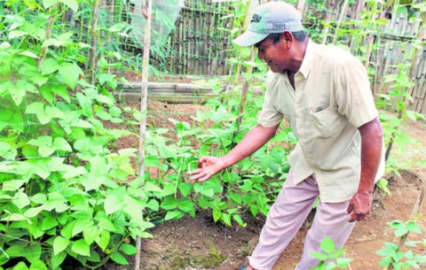 La vegetación llegará  a los techos y terrazas de edificios en Panamá