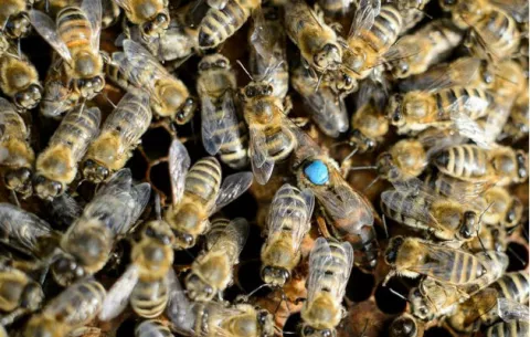 Abejas obligan a evacuar avión de pasajeros en aeropuerto de Moscú