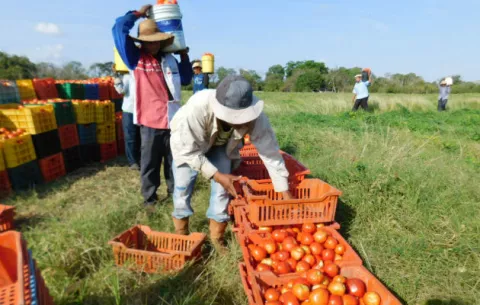 Lluvias afectan producción de tomate industrial en Los Santos