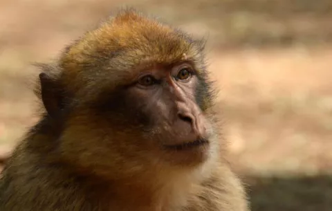 Macacos desde Gibraltar hasta el Atlas sufren de obesidad