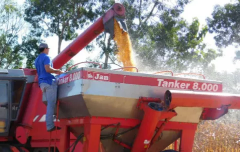 Maiceros de Los Santos denuncian que les pagan menos del precio