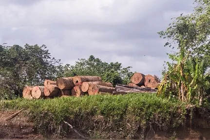 'Tala de árboles se da con  beneplácito de MiAmbiente'