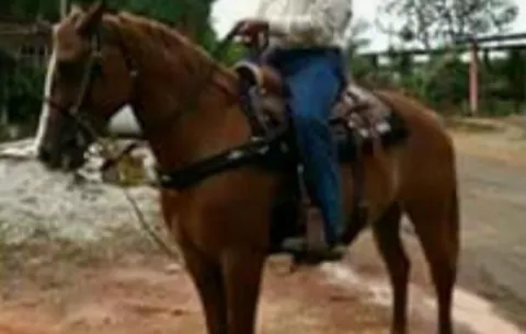 Recuperan yegua preñada y potranca hurtadas en Guararé