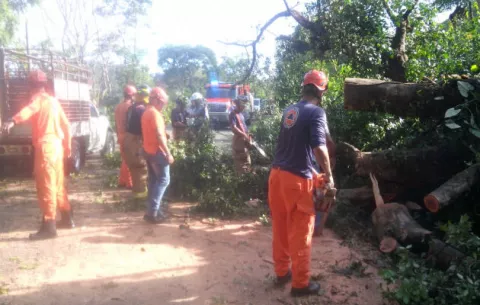 Caída de árbol dejó incomunicado la vía Las Tablas-Tonosí
