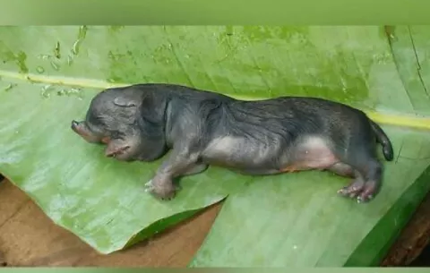 Extraño animal con dos cabezas nace en Las Lajas