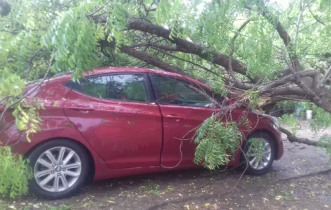 Árbol se desploma y cae sobre un vehículo en Chitré, sus ocupantes salen ilesos