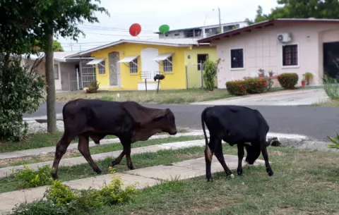 Moradores de San Juan Bautista viven entre aguas negras y ganado en soltura