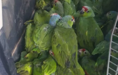 Linces rescatan a loros y detienen al que intentó venderlos en Chepo