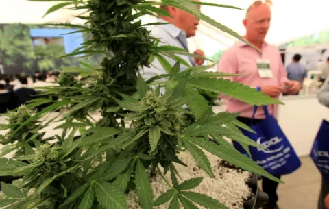 Alimentos y productos con cannabis llegarán a México tras publicar reglamento