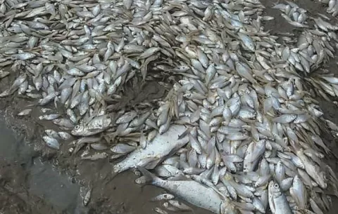 Piden investigar mortandad de peces en el río Tabasará