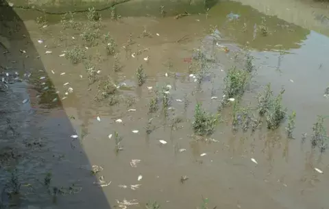 Descartan mortandad de peces por contaminación química 