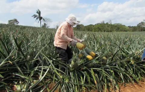 Piñeros de Panamá Oeste, con problemas en los caminos de producción