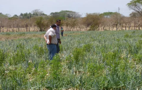 Productores herreranos reportan grandes pérdidas en cultivos