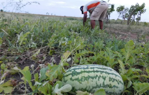 Productores de sandía de Isla Caña siguen sin recibir el pago