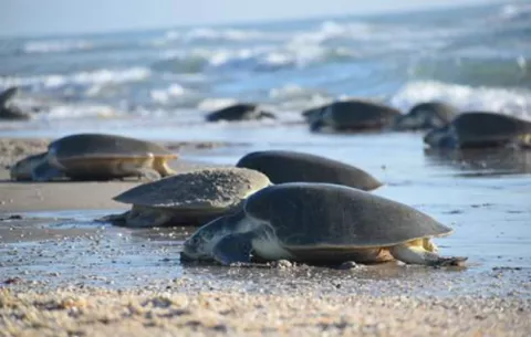 Tortugas lora rompen récord de anidación en la playa mexicana de Tamaulipas