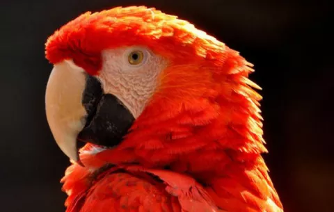 Tráfico de especies, el tercer negocio ilícito más rentable en el mundo