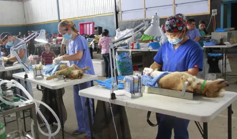 Buscan erradicar la proliferación de animales callejeros