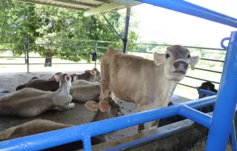 Ganaderos chiricanos alarmados por aumento de casos de brucelosis