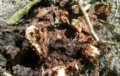 Pérdidas cuantiosas en chayote por plaga que se extiende en Chiriquí 