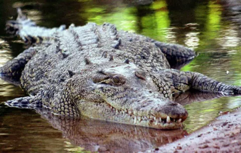 Cocodrilo mata a un pastor protestante que bautizaba en un río en Etiopía 
