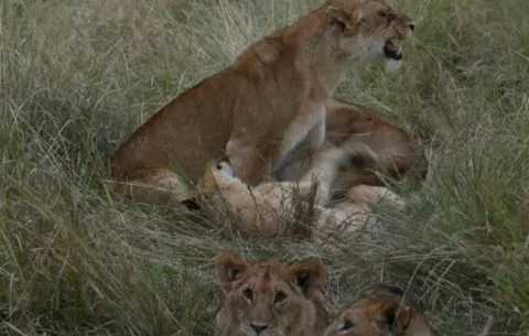 Mueren envenenados nueve leones en Tanzania