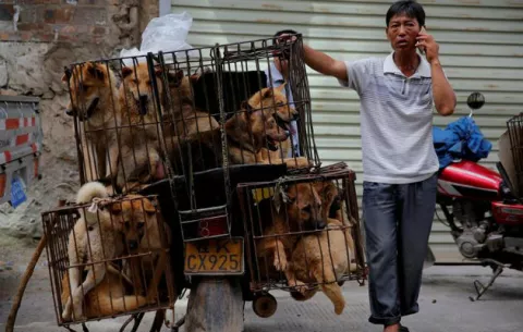 China celebra su festival de carne de perro pese a riesgos para la salud