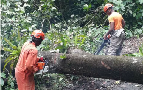 Carro del Ifarhu es arrastrado por cabeza de agua en Colón
