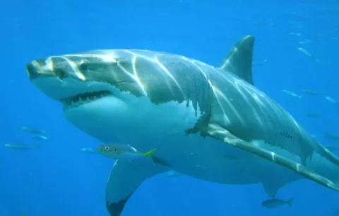 Muere joven de 18 años atacado por un tiburón en Brasil