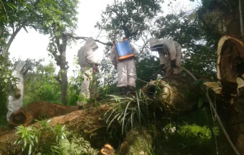 Familia veragüense se salva del ataque de las abejas africanizadas