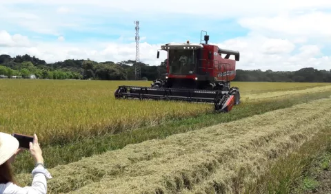Productores exigen aplicar normas al arroz importado