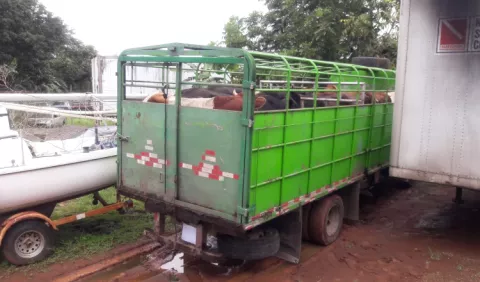 El  departamento de Zoonosis del MIDA sacrifica 30 reses con  brucelosis