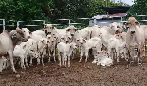 Cuarentena de reses por casos de brucelosis en Chiriquí 