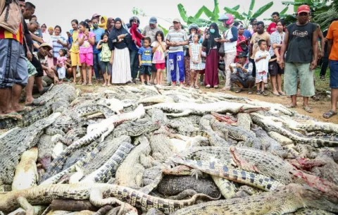 ¡Sorprendente! Aldeanos matan a casi 300 cocodrilos en Indonesia