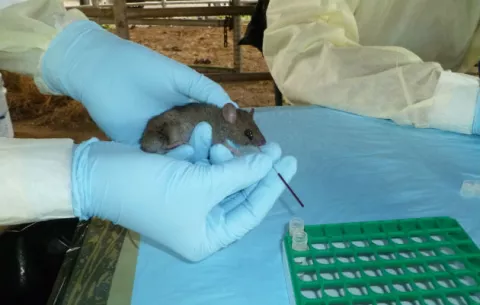 Adulta mayor de 79 años fallece por Hantavirus en Los Santos