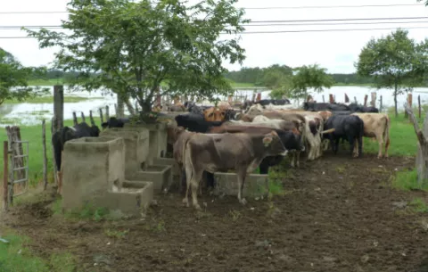 ¡Sorpresa! Productores rechazan nueva baja en el precio de la leche                    