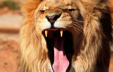 Hallazgo: Leones devoran a cazadores furtivos en sureste de Sudáfrica