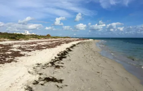 Cierran Playa de Florida tras dos ataques seguidos de tiburones