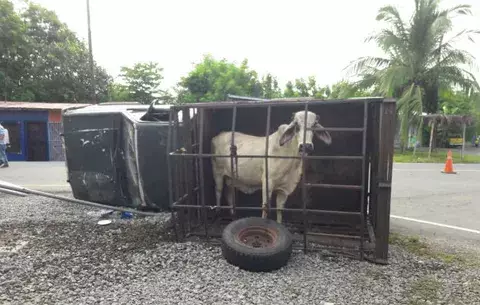 Un herido al volcarse camión con ganado en Boquerón