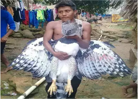 Águila Harpía herida nunca llegó a la veterinaria de Summit