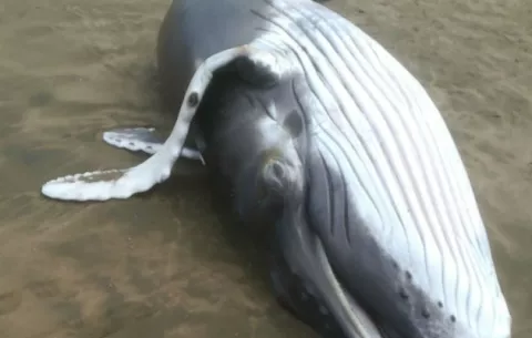 Encuentran cría de ballena muerta en playa de Pedasí en Los Santos 