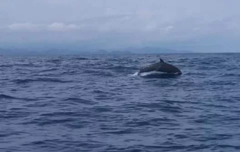 Mi Ambiente desmiente varamiento de ballenas en aguas chiricanas