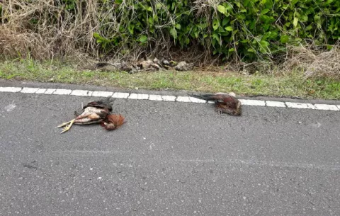 Residentes de Boquerón piden investigar abandono de gallos de pelea mal heridos