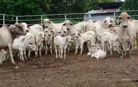 Más de medio millón de dólares en pérdidas deja la brucelosis bovina a chiricanos