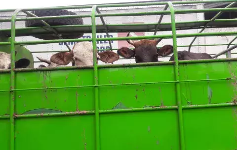 Ganaderos chiricanos aseguran que inestabilidad en el mercado los pone en riesgo