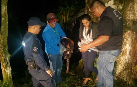 Mi Ambiente investiga la muerte de un mono aullador en Puerto Armuelles