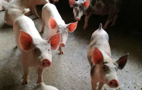 Productores de cerdo en Boquete aseguran que van a desaparecer