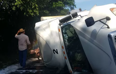 Se vuelca camión cargado con 250 cerdos en Guararé