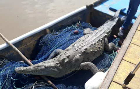 Encuentran enorme cocodrilo muerto en el  puerto El Agallito de Chitré 